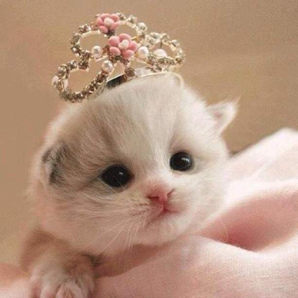 princess cat.jpg