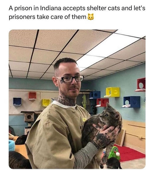 prison cats.jpg