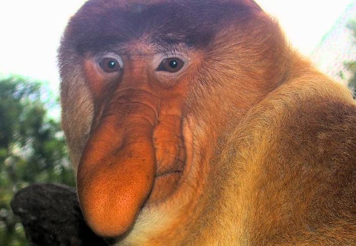 proboscis-monkey.jpg