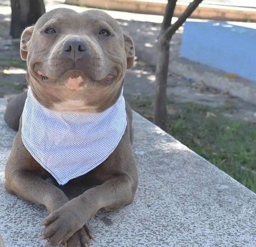 proud dog.jpg
