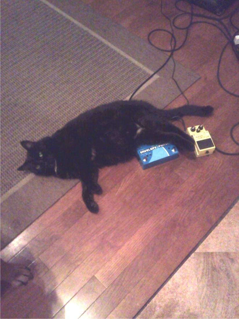 Puddy Pig.jpg