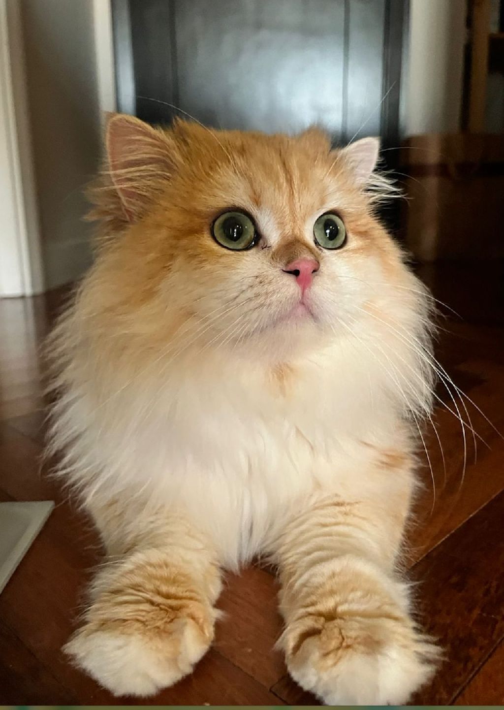 Puffy Puffy!.jpg