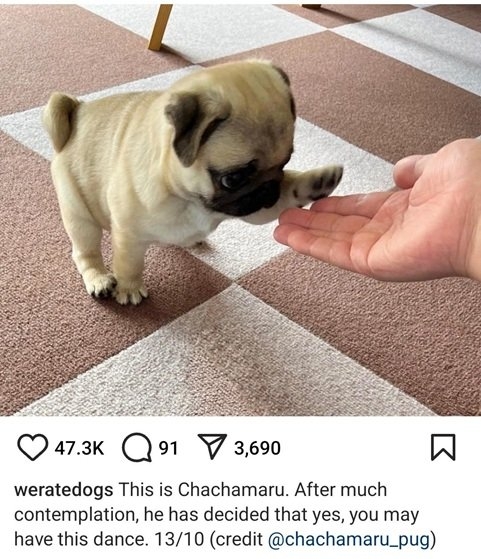 pug.jpg