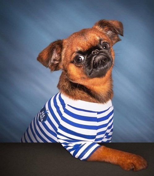 pug.jpg