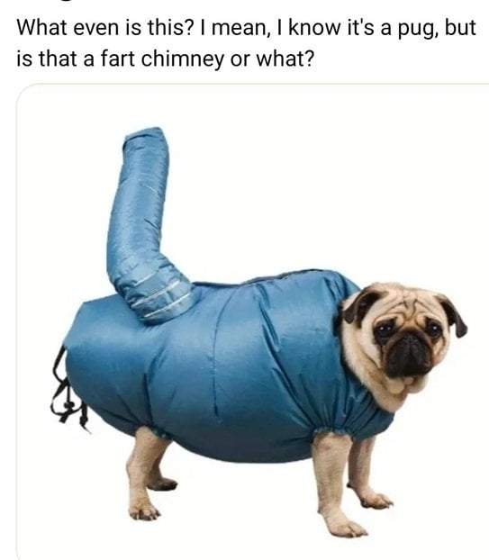 pug.jpg