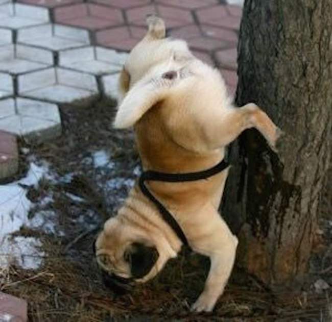 pug-pee-on-tree.jpg