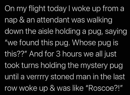 pug plane.jpg