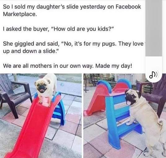 pug slide.jpg