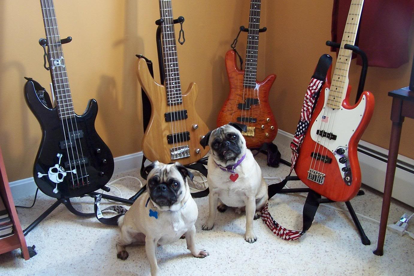 pugsnbasses.jpg