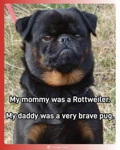 pugweiler.jpg