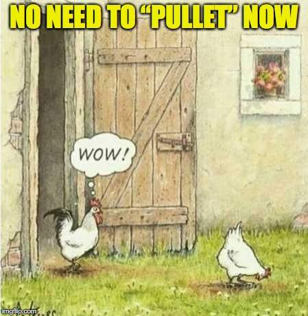 pullet.jpg