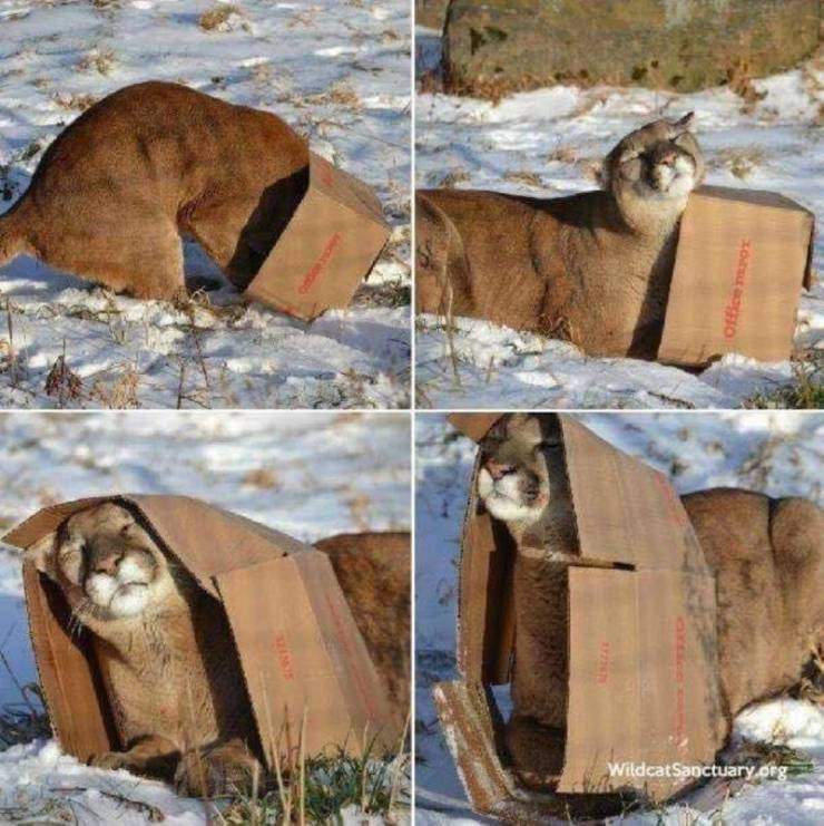 puma box.jpg