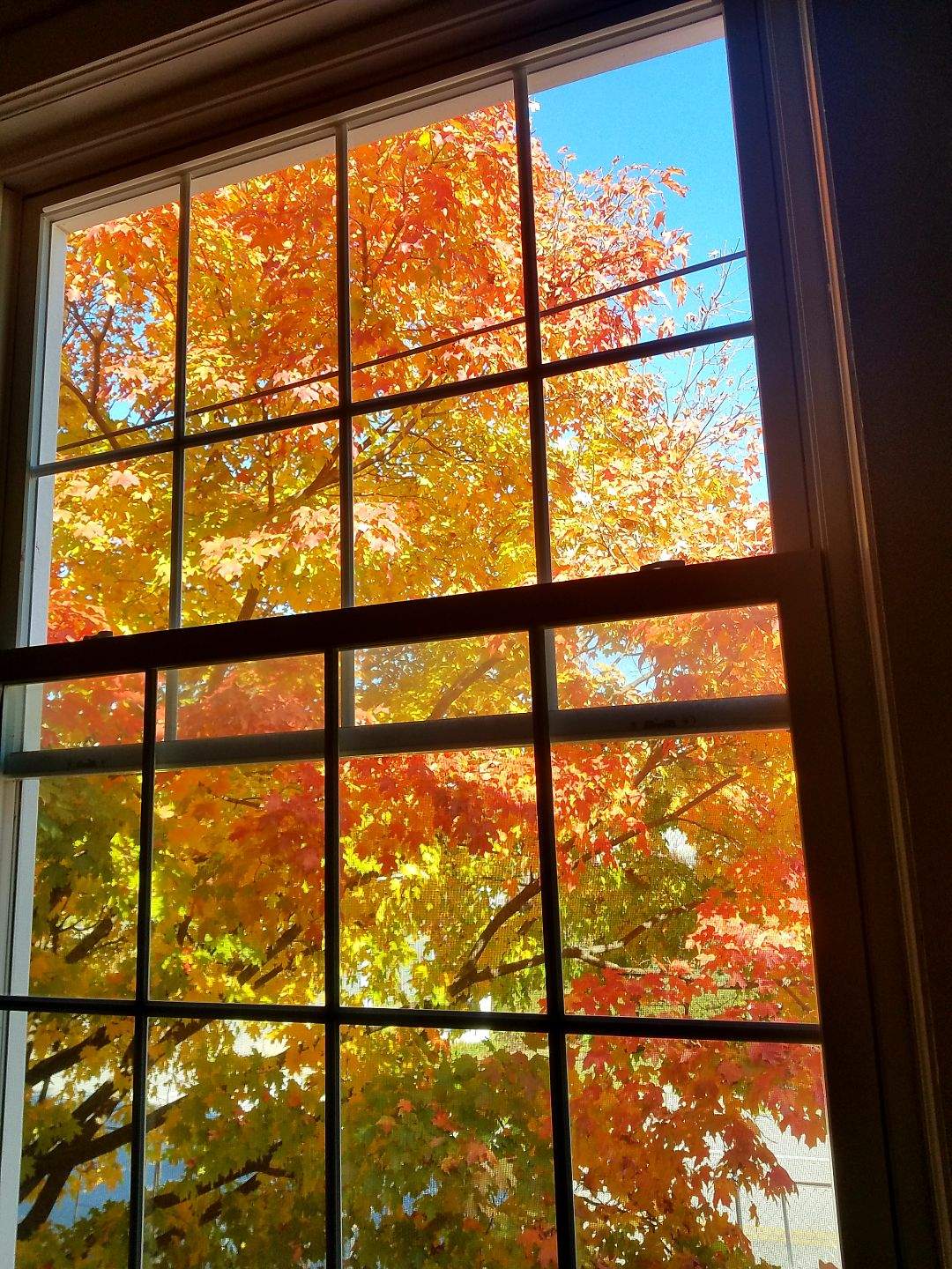 Pump Station window_maple.jpeg