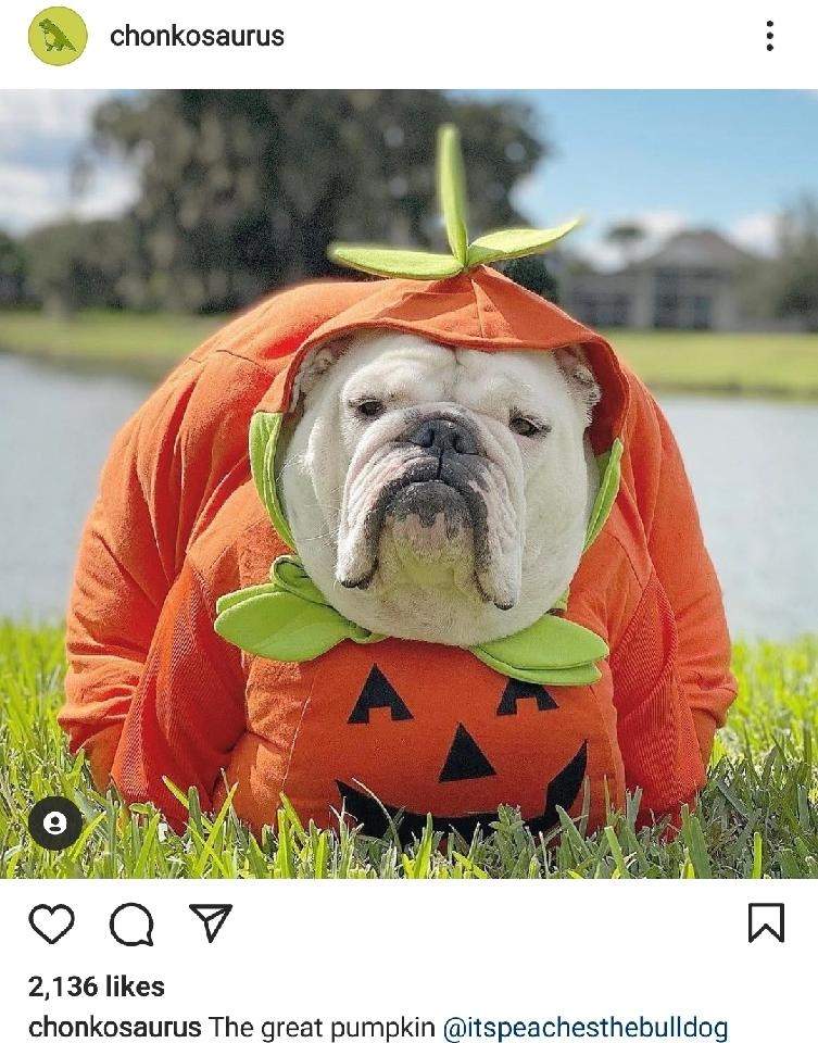 pumpkin bulldog.jpg