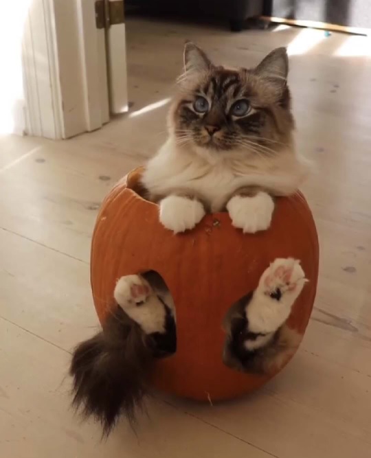 pumpkin cat.jpg