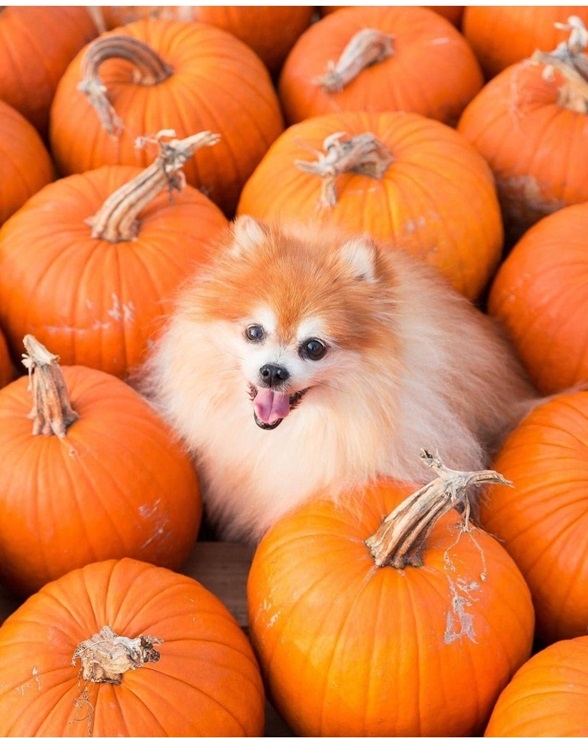 pumpkin dog.jpg