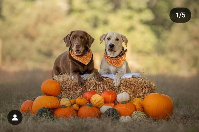pumpkin dogs.jpg
