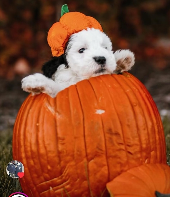 pumpkin pup.jpg