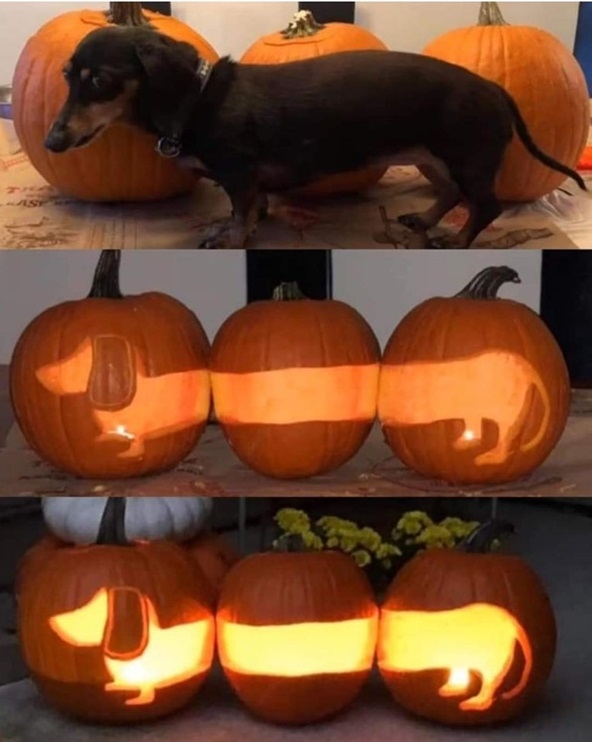 pumpkin weenie.jpg