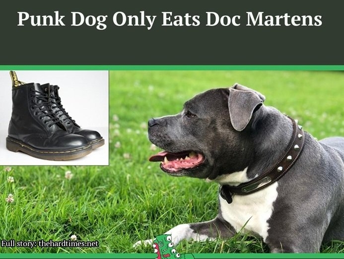 punk dog.jpg