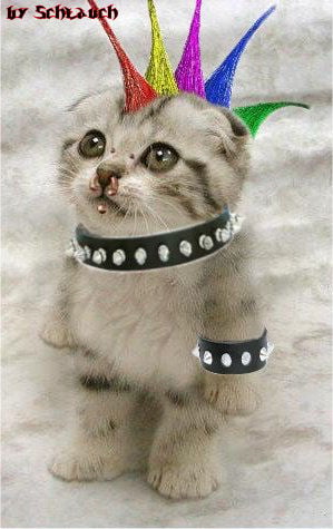 punk_cat3-1.jpg