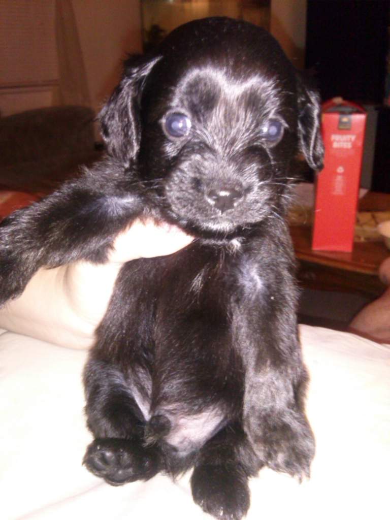 pup 1.jpg