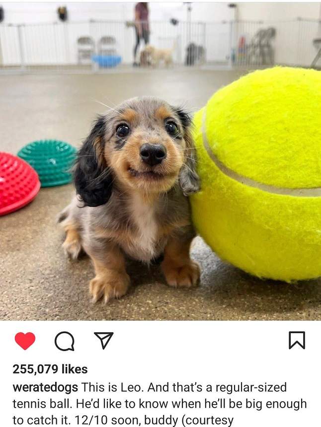 pup ball.jpg