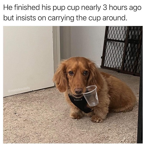 pup cup dog.jpg