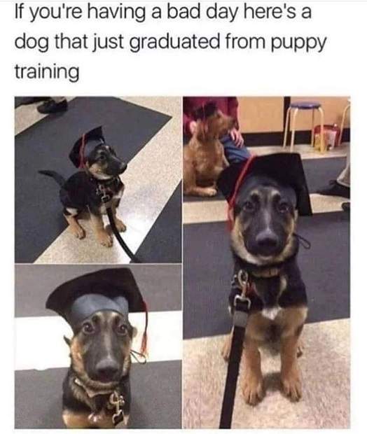 pup grad.jpg
