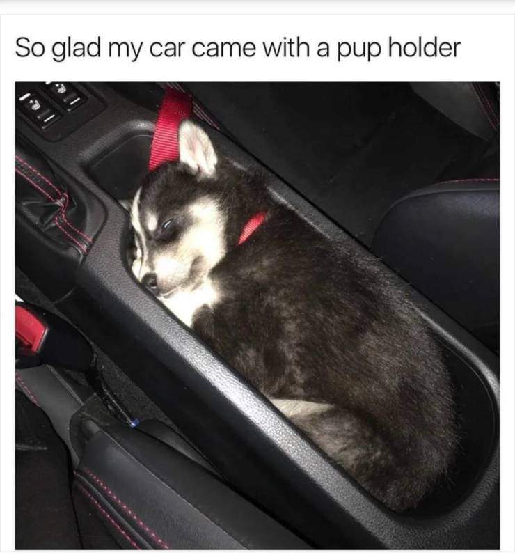 pup holder.jpg