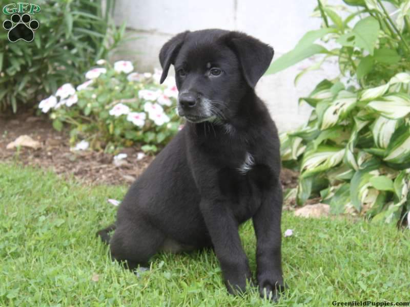 pup.jpg