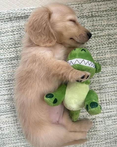 pup plushie.jpg