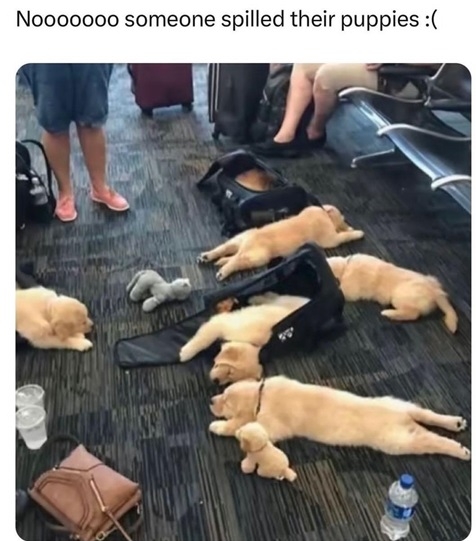 pup spill.jpg
