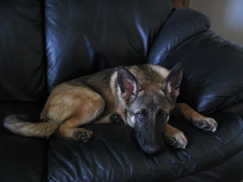 pup074.jpg