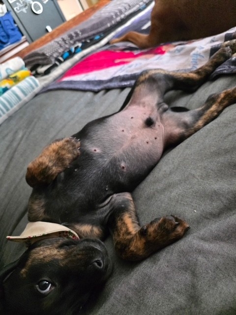 pup2.jpg