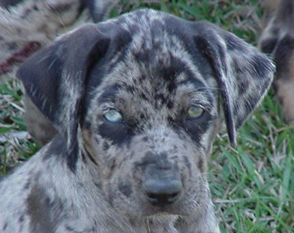 pup4.jpg