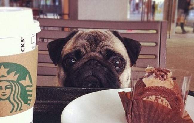 pupcake.jpg