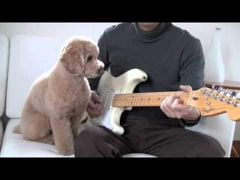 pupguitar.jpg