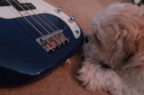 pupnbass.jpg