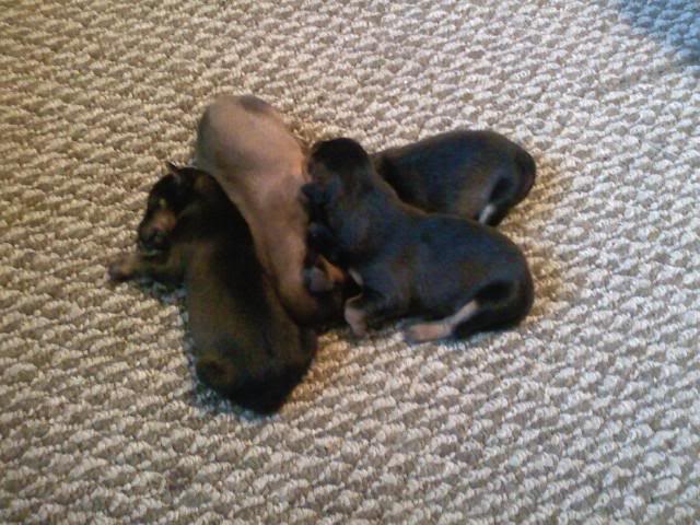 puppies.jpg