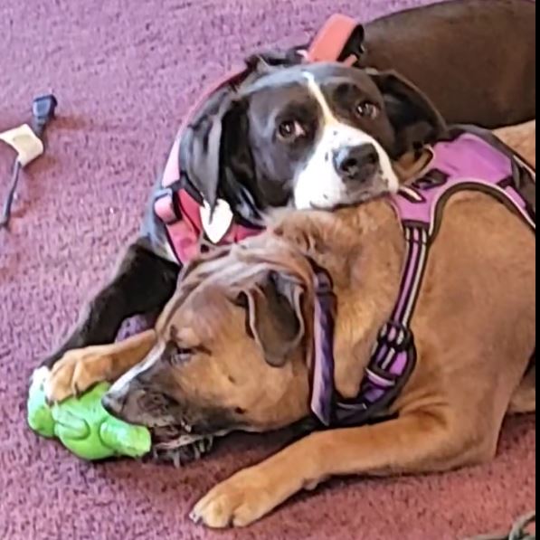 puppies.JPG