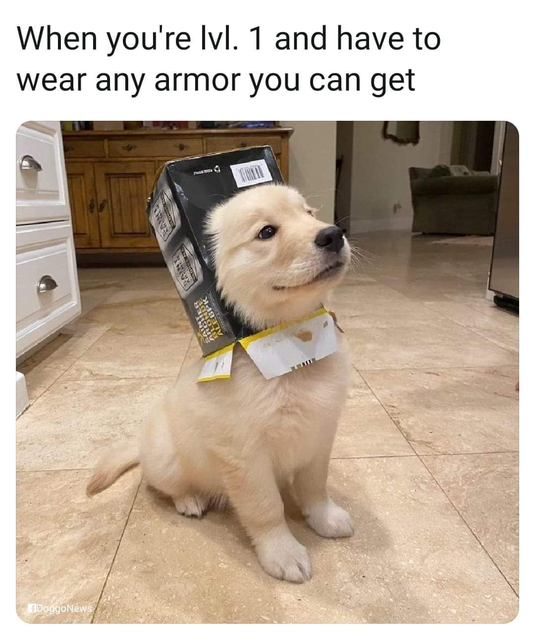 puppy armor.jpg