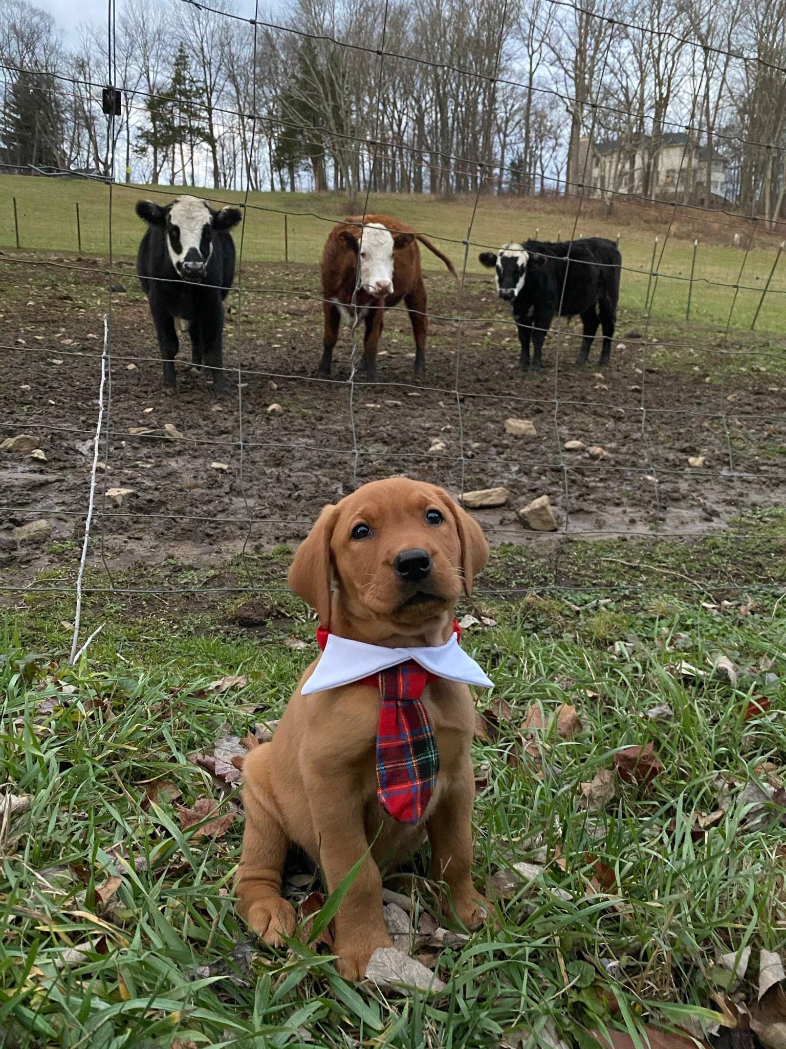 puppy cows.jpg