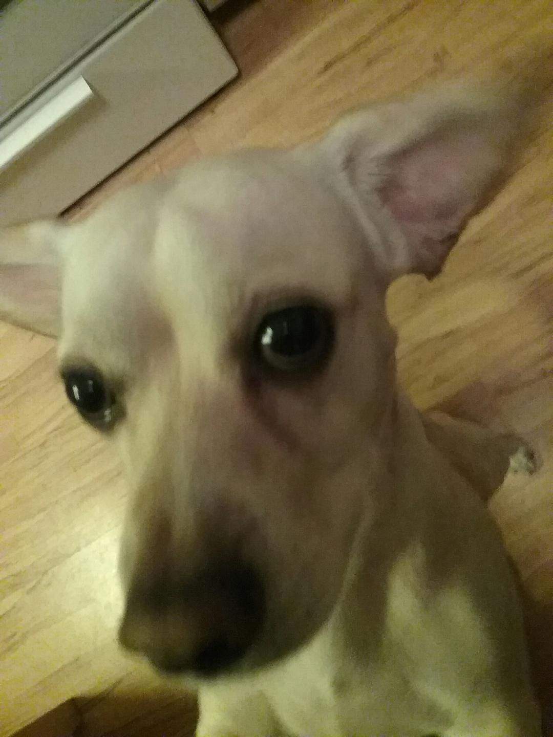 Puppy Cries.jpg