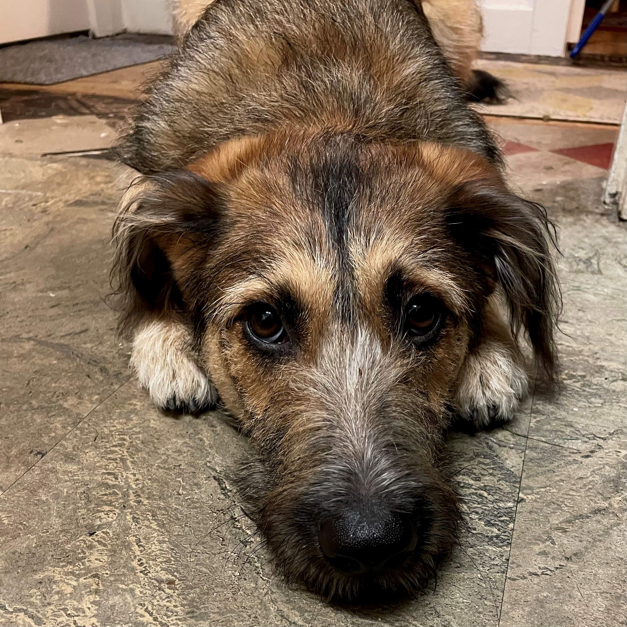 puppy eyes.jpg
