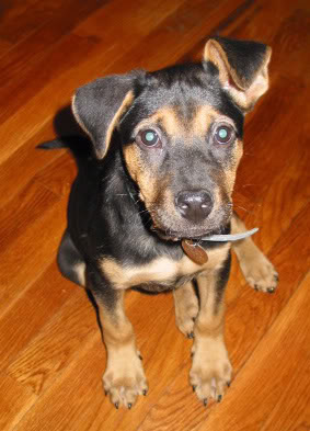 puppy.jpg