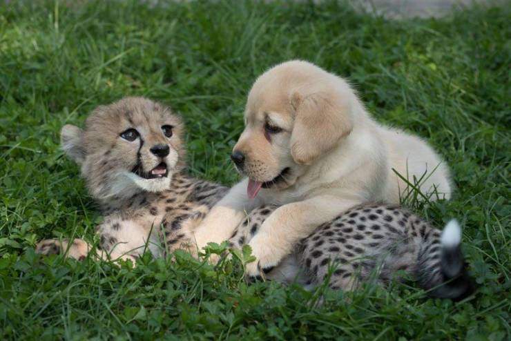 puppy n kitten.jpg