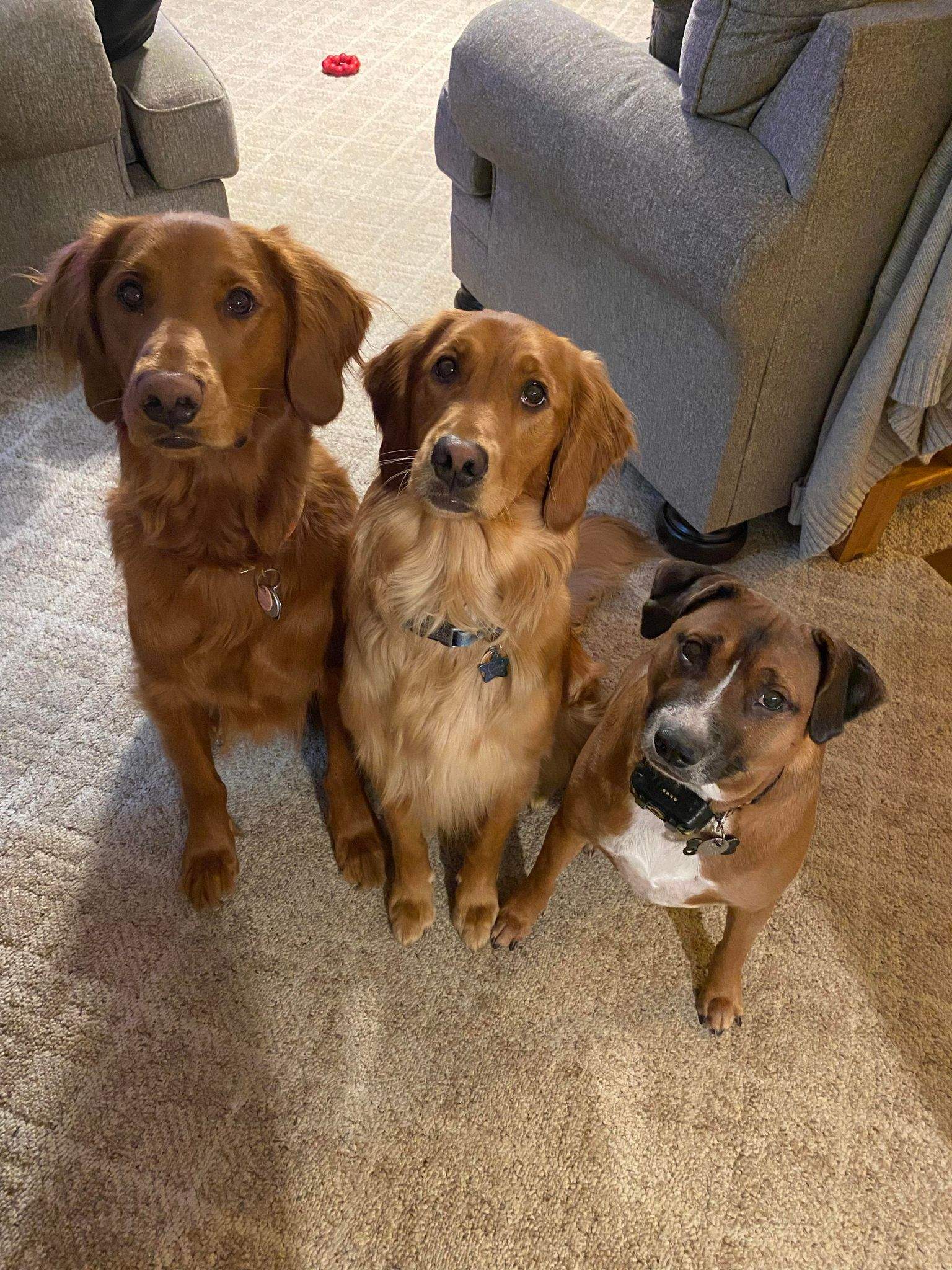 pups.jpg