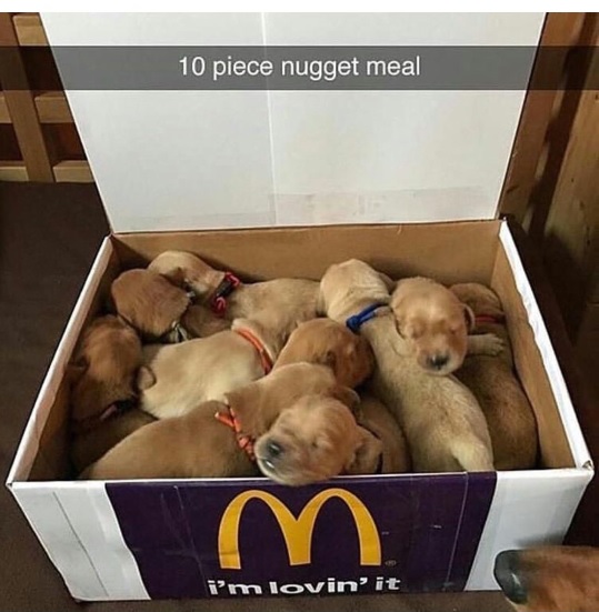 pups nugs.jpg