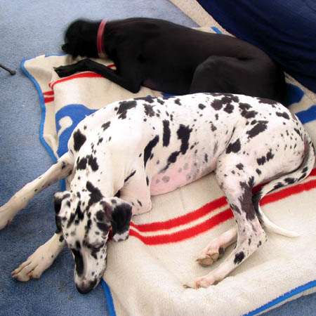 pups1.jpg